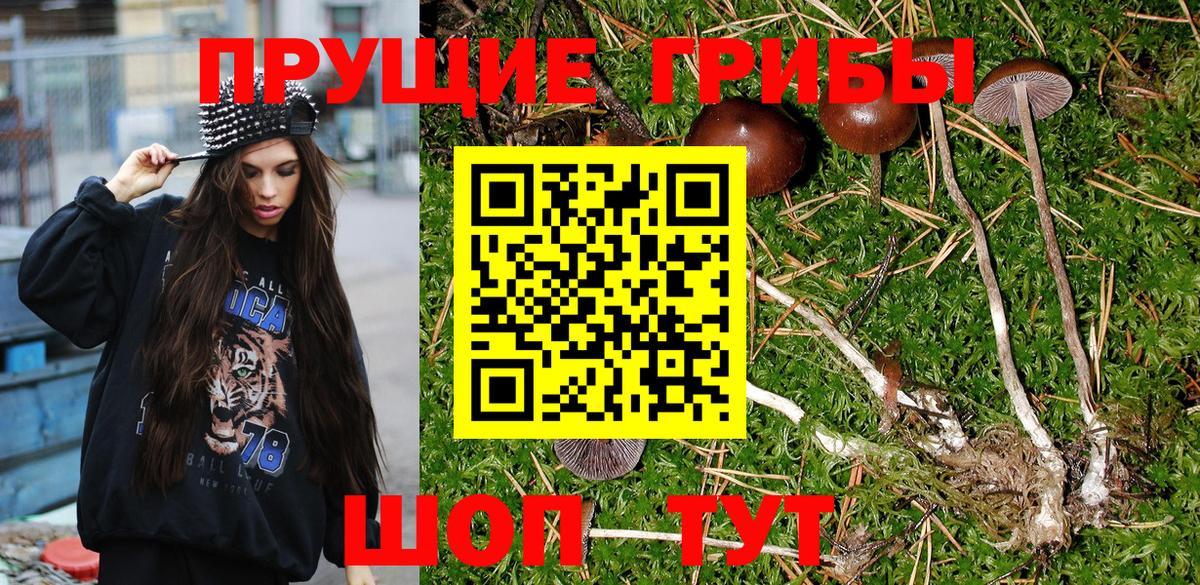 Видное  Псилоцибиновые грибы GOLDEN TEACHER  Вход с VPN 
